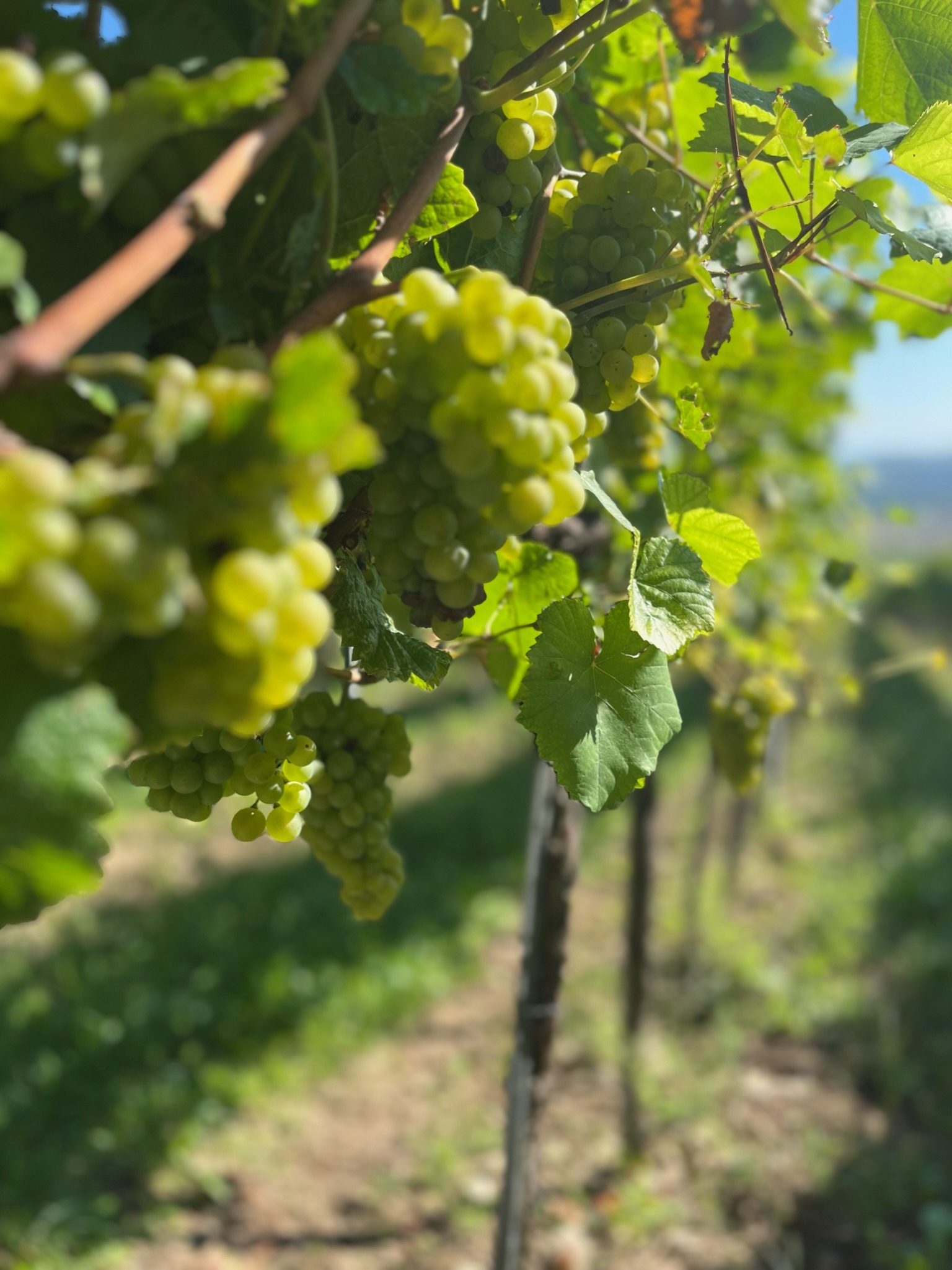 Weinrebe-Larnhofer_IMG_9659